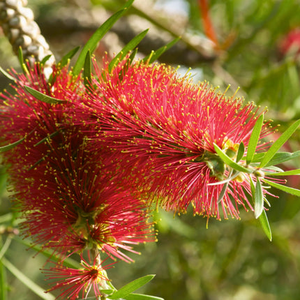 Nasiona Kuflika Okazałego - Callistemon Speciosus