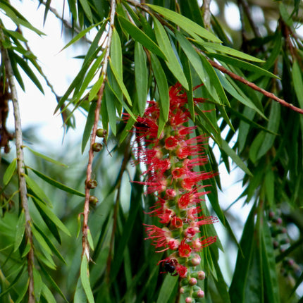 Nasiona Kuflika Okazałego - Callistemon Speciosus