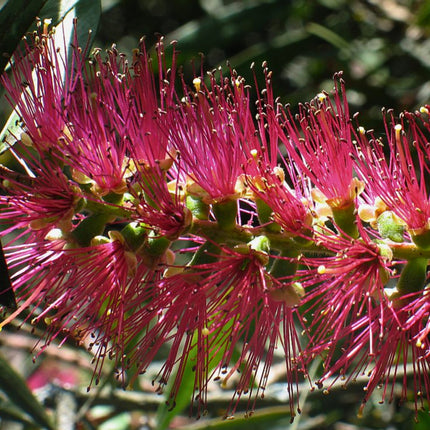 Nasiona Kuflika Okazałego - Callistemon Speciosus