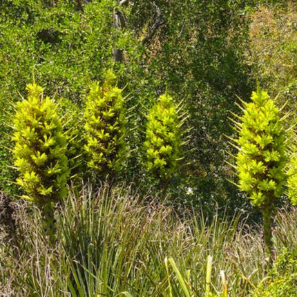 Nasiona Puya Chilijska - Puya Chilensis