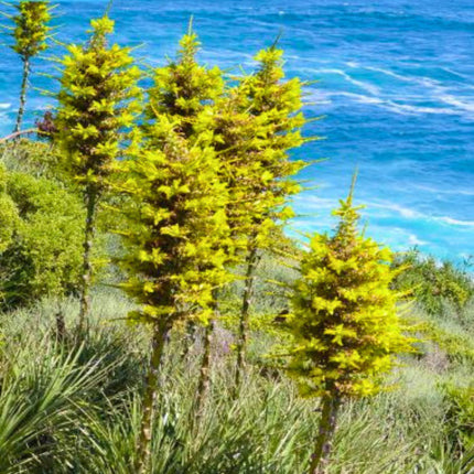 Nasiona Puya Chilijska - Puya Chilensis