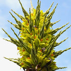 Nasiona Puya Chilijska (Puya chilensis)