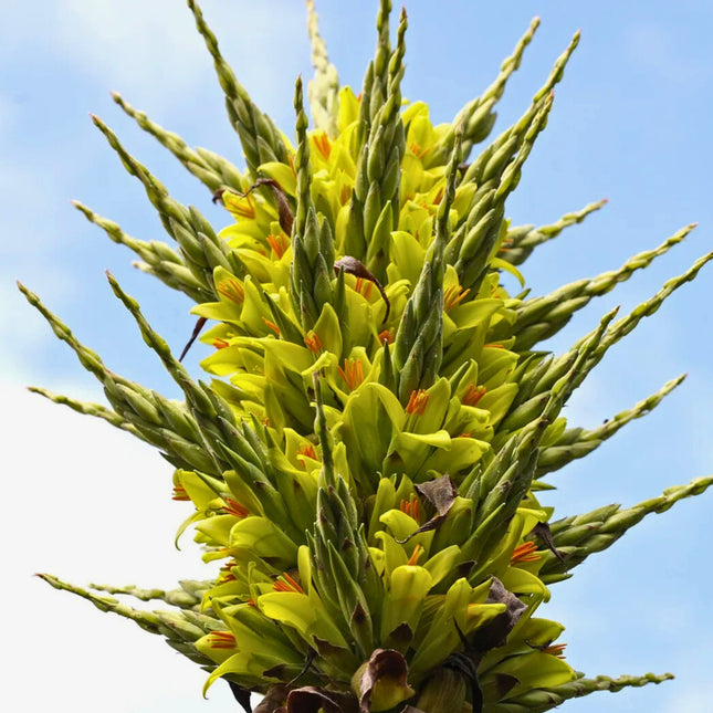 Nasiona Puya Chilijska - Puya Chilensis
