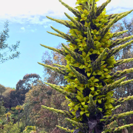 Nasiona Puya Chilijska - Puya Chilensis
