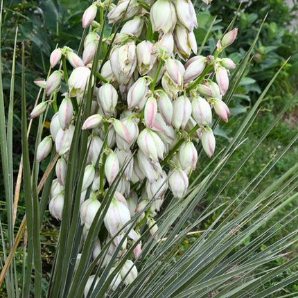 Nasiona Mrozoodpornej Juki Srebrzystej - Yucca Glauca