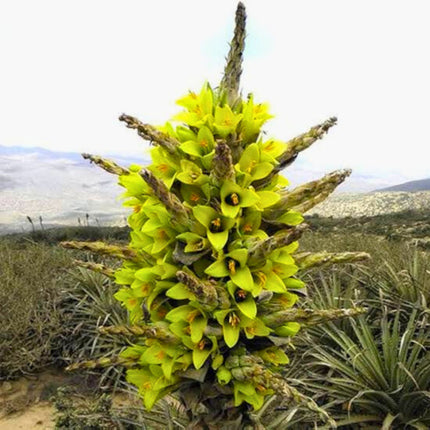 Nasiona Puya Chilijska - Puya Chilensis