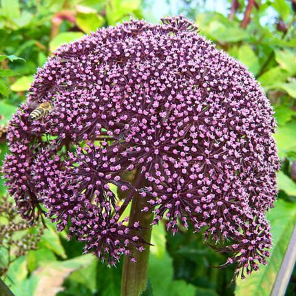 Nasiona Arcydzięgla Koreańskiego Olbrzymiego - Angelica Gigas