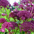 Nasiona Arcydzięgla Koreańskiego Olbrzymiego (Angelica gigas)
