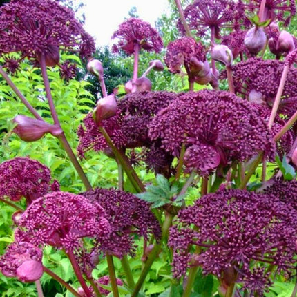Nasiona Arcydzięgla Koreańskiego Olbrzymiego - Angelica Gigas