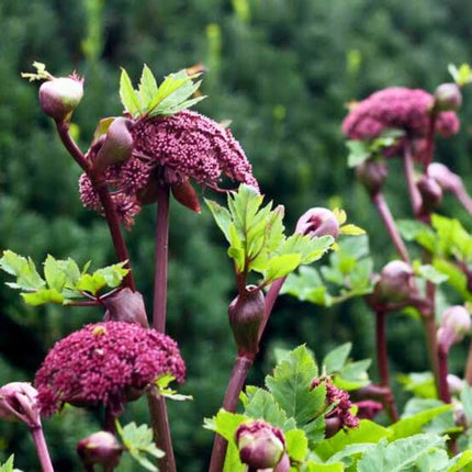 Nasiona Arcydzięgla Koreańskiego Olbrzymiego - Angelica Gigas