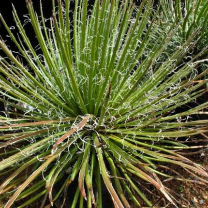 Nasiona Agawy Dwukiatowej - Agave Geminiflora