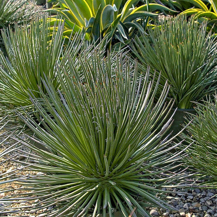 Nasiona Agawy Dwukiatowej - Agave Geminiflora