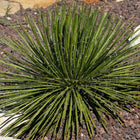 Nasiona Agawy Dwukiatowej (Agave geminiflora)