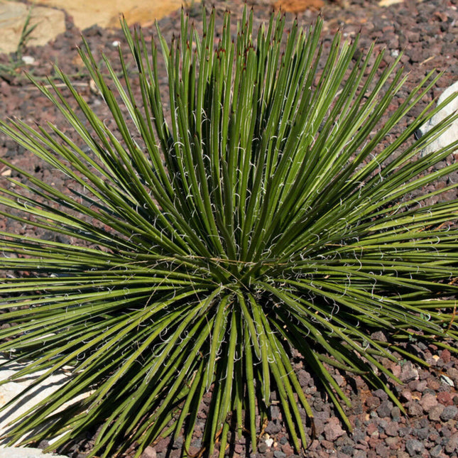 Nasiona Agawy Dwukiatowej - Agave Geminiflora