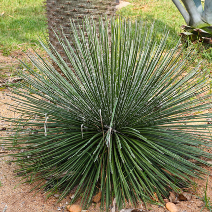 Nasiona Agawy Dwukiatowej - Agave Geminiflora