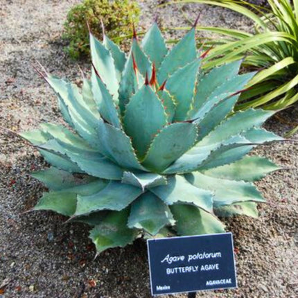 Nasiona Agawy Potatorum - Agave Potatorum