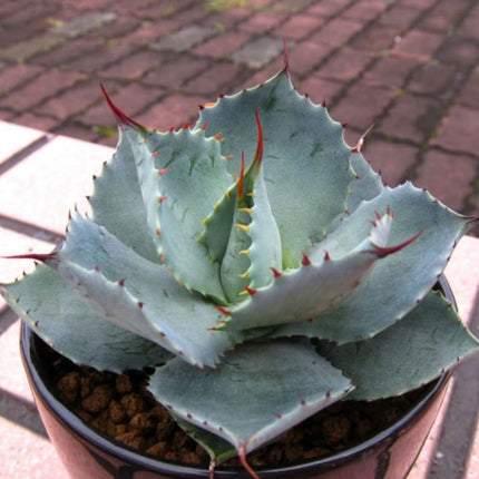 Nasiona Agawy Potatorum - Agave Potatorum