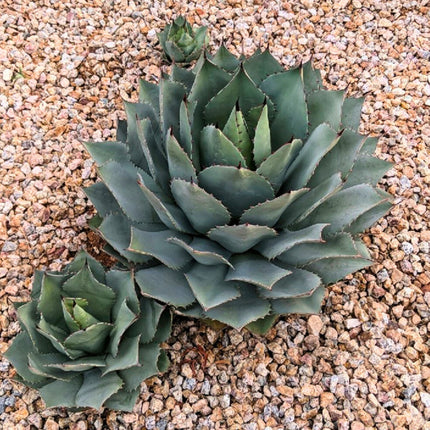 Nasiona Agawy Potatorum - Agave Potatorum