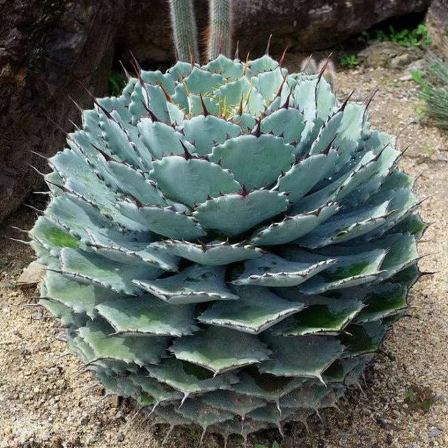 Nasiona Agawy Potatorum - Agave Potatorum