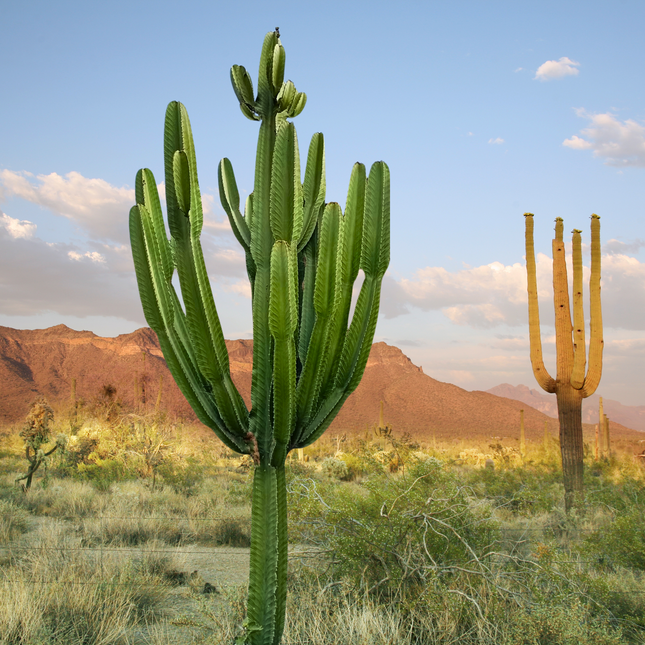 Nasiona Wilczomlecza Wielkiego - Euphorbia Ingens