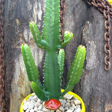 Nasiona Wilczomlecza Wielkiego - Euphorbia Ingens