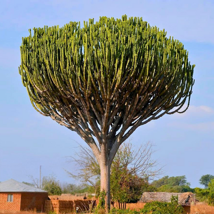 Nasiona Wilczomlecza Wielkiego - Euphorbia Ingens