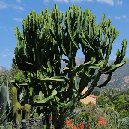 Nasiona Wilczomlecza Wielkiego - Euphorbia Ingens