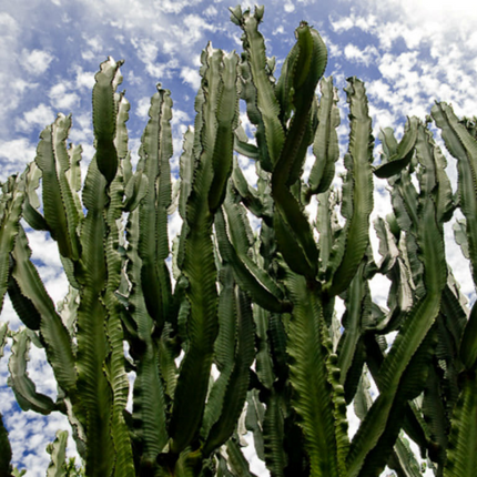 Nasiona Wilczomlecza Wielkiego - Euphorbia Ingens