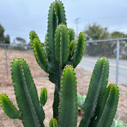 Nasiona Wilczomlecza Wielkiego - Euphorbia Ingens