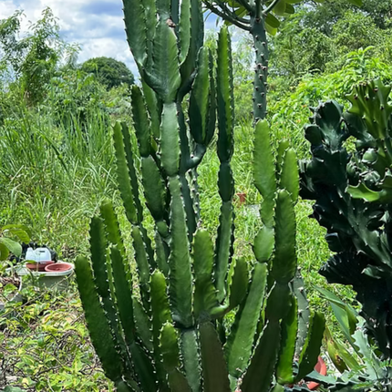 Nasiona Wilczomlecza Wielkiego - Euphorbia Ingens