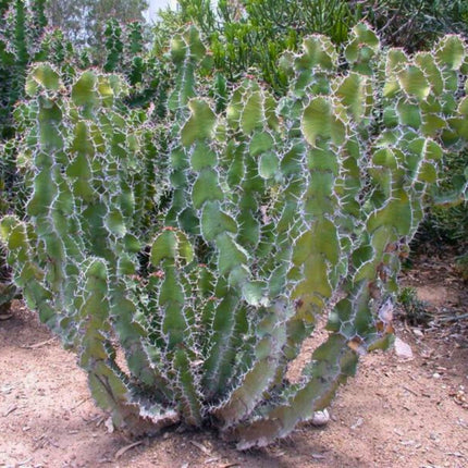Nasiona Wilczomlecza Wielkokolczastowego - Euphorbia Grandicornis