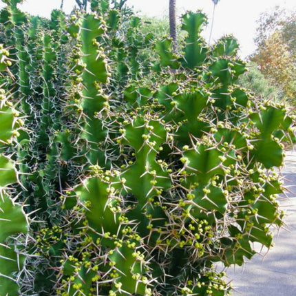 Nasiona Wilczomlecza Wielkokolczastowego - Euphorbia Grandicornis