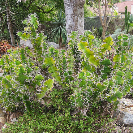 Nasiona Wilczomlecza Wielkokolczastowego - Euphorbia Grandicornis