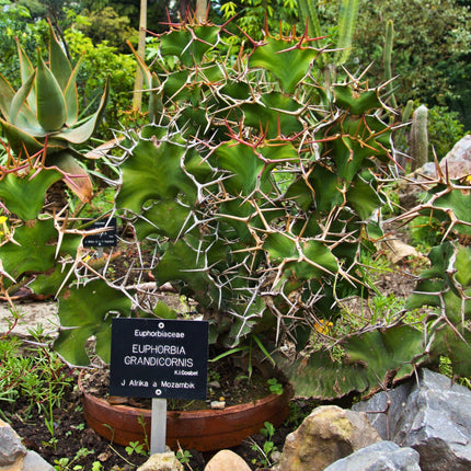 Nasiona Wilczomlecza Wielkokolczastowego - Euphorbia Grandicornis
