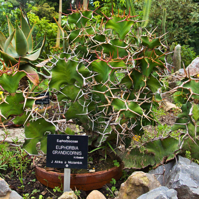 Nasiona Wilczomlecza Wielkokolczastowego - Euphorbia Grandicornis