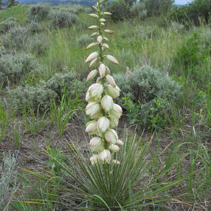 Nasiona Mrozoodpornej Juki Srebrzystej - Yucca Glauca