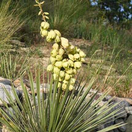 Nasiona Mrozoodpornej Juki Srebrzystej - Yucca Glauca