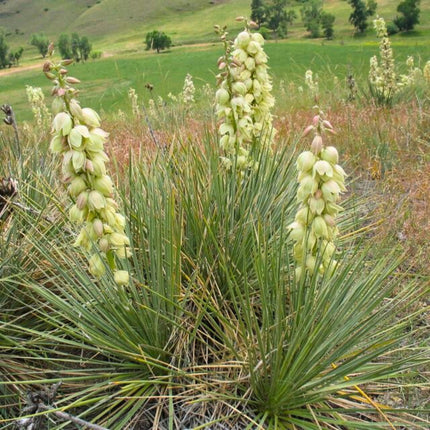 Nasiona Mrozoodpornej Juki Srebrzystej - Yucca Glauca