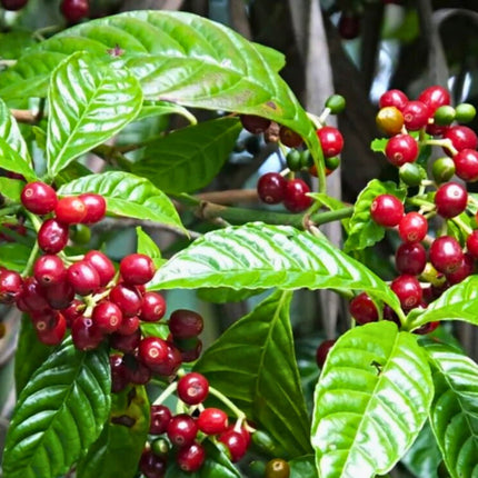 Nasiona Kawy Arabskiej - Coffea Arabica