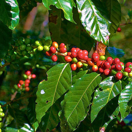 Nasiona Kawy Arabskiej - Coffea Arabica