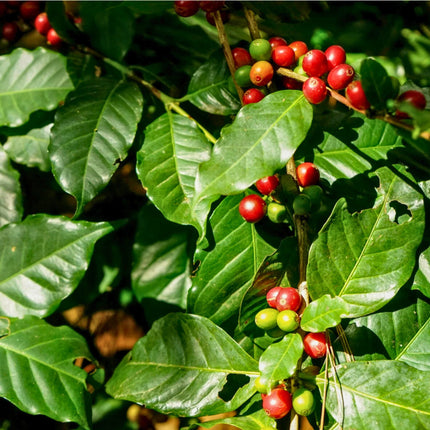 Nasiona Kawy Arabskiej - Coffea Arabica