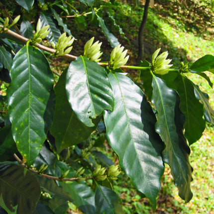 Nasiona Kawy Arabskiej - Coffea Arabica