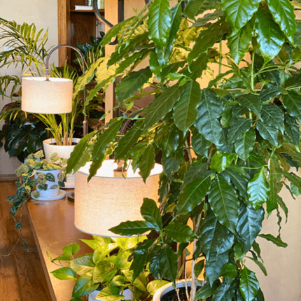 Nasiona Kawy Arabskiej - Coffea Arabica