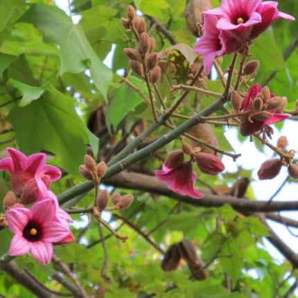 Nasiona Drzewa Koronkowego - Brachychiton Discolor