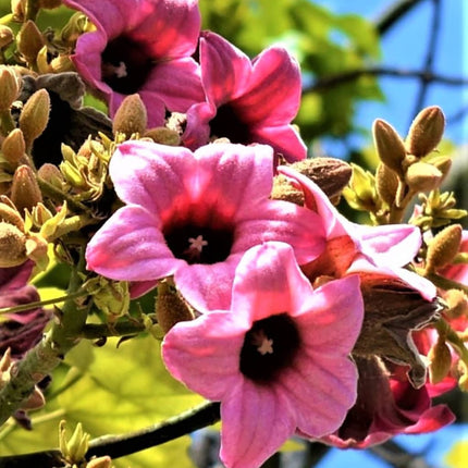 Nasiona Drzewa Koronkowego - Brachychiton Discolor