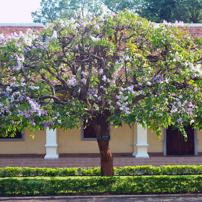 Nasiona Tajskiego Mirtu - Lagerstroemia Floribunda