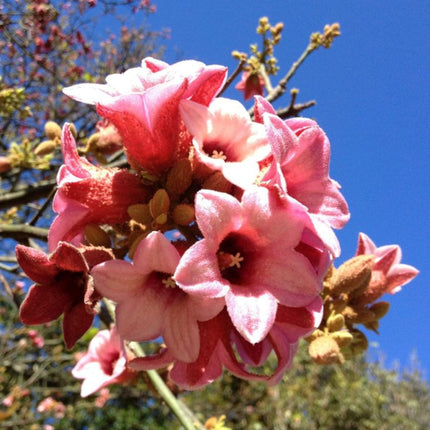Nasiona Drzewa Koronkowego - Brachychiton Discolor