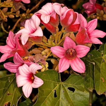 Nasiona Drzewa Koronkowego - Brachychiton Discolor
