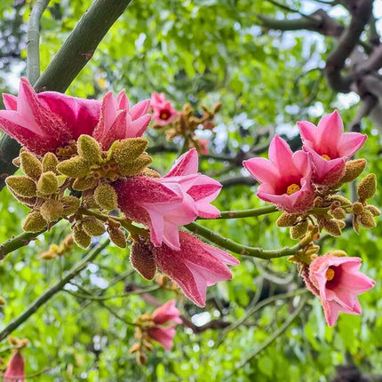 Nasiona Drzewa Koronkowego - Brachychiton Discolor