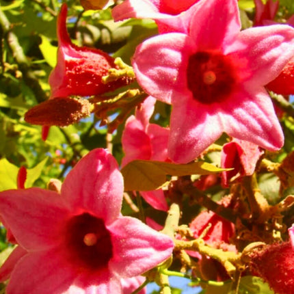 Nasiona Drzewa Koronkowego - Brachychiton Discolor
